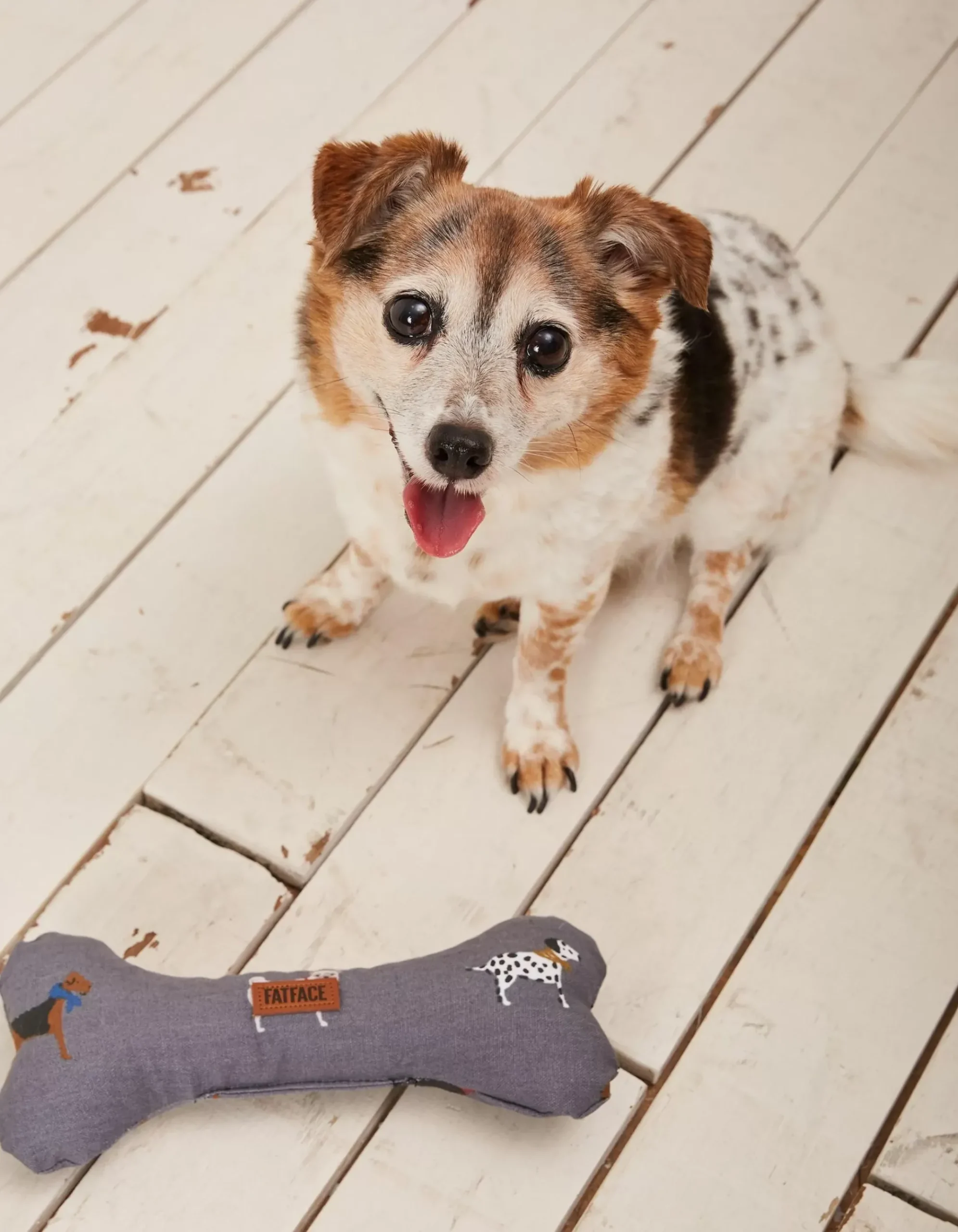 Marching Dogs Print Dog Toy